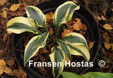 Hosta Sleeping Star