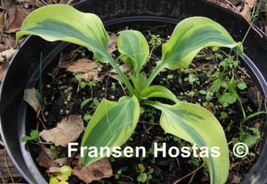 Hosta Sleeping Star