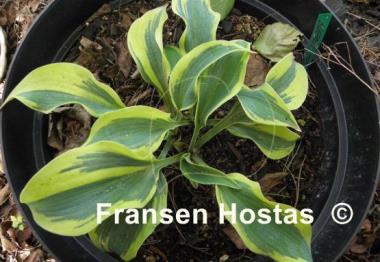 Hosta Sleeping Star