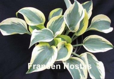 Hosta Sleeping Star