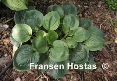 Hosta Slick Willie