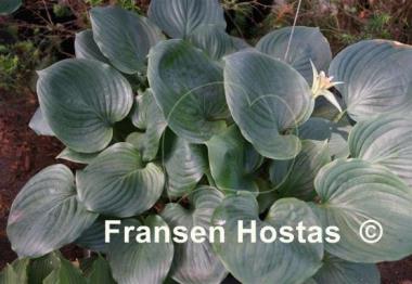 Hosta Slick Willie