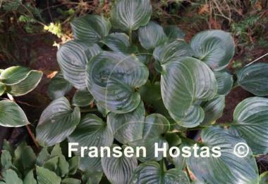 Hosta Slick Willie