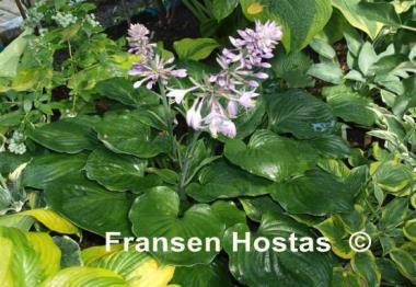 Hosta Slick Willie