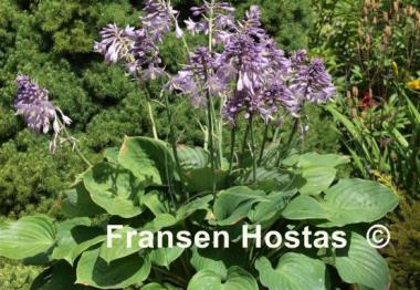 Hosta Slick Willie
