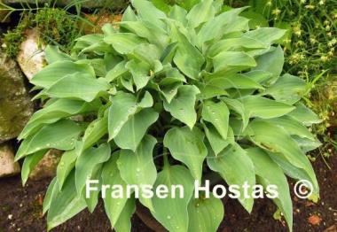 Hosta Slim and Trim