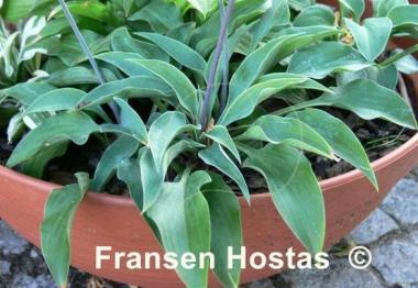 Hosta Slim and Trim