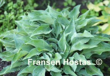 Hosta Slim and Trim