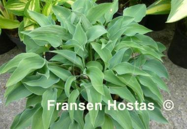 Hosta Slim and Trim