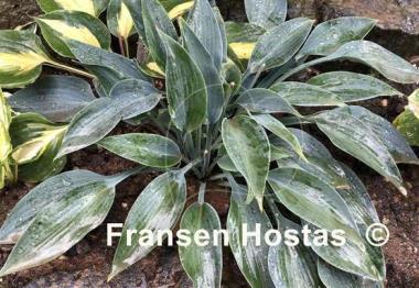 Hosta Slim and Trim
