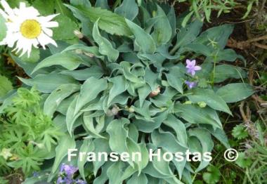 Hosta Slim and Trim