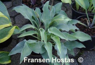 Hosta Slim and Trim