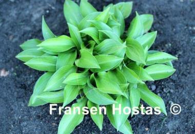 Hosta Small Parts