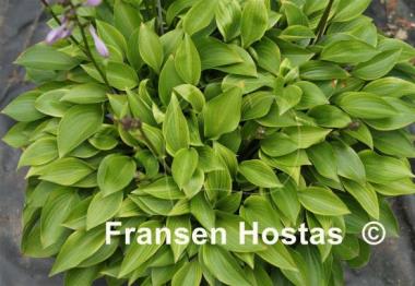 Hosta Small Parts