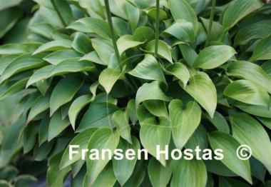 Hosta Small Parts