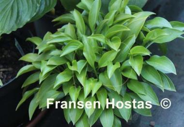 Hosta Small Parts