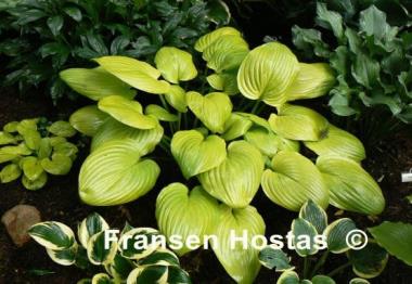 Hosta Small Sum