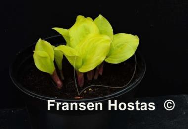 Hosta Smiley Face