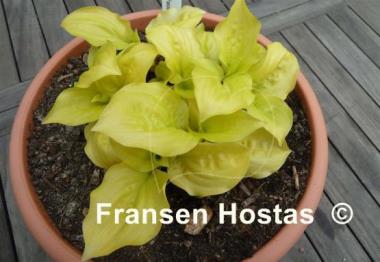 Hosta Smiley Face