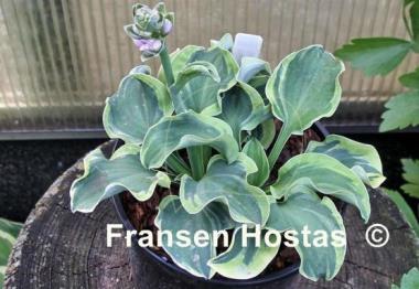 Hosta Smiling Mouse