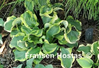 Hosta Smiling Mouse