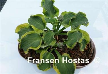 Hosta Smiling Mouse