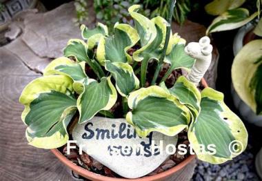 Hosta Smiling Mouse