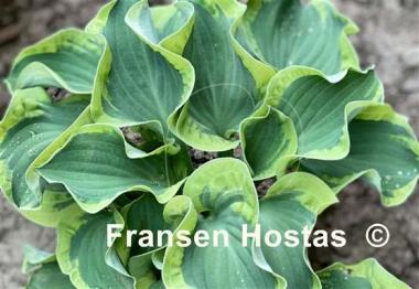 Hosta Smiling Mouse