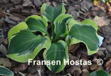 Hosta Smiling Mouse