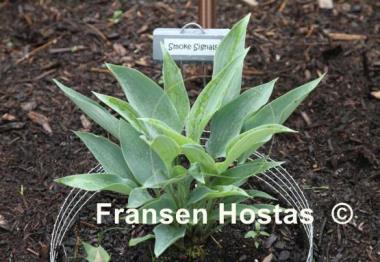 Hosta Smoke Signals