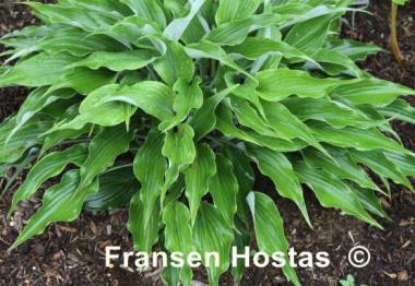 Hosta Smokey