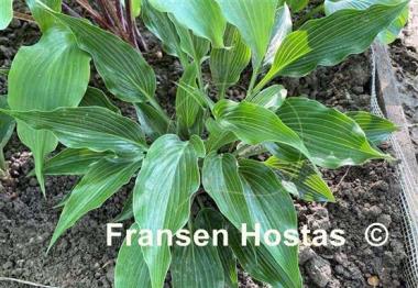 Hosta Smokey