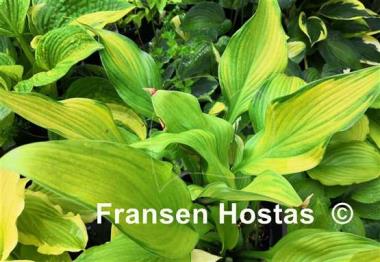 Hosta Smooth Sailing