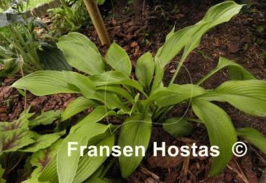 Hosta Smooth Sailing