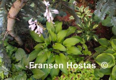 Hosta Smooth Sailing