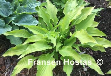 Hosta Smooth Sailing