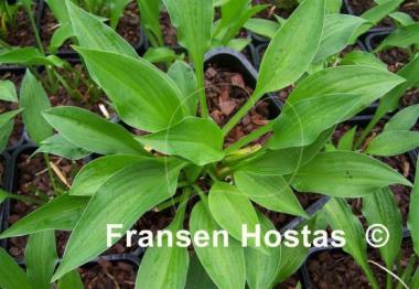 Hosta Smuggler's Cove