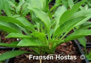 Hosta Smuggler's Cove