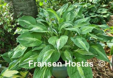 Hosta Snake Eyes