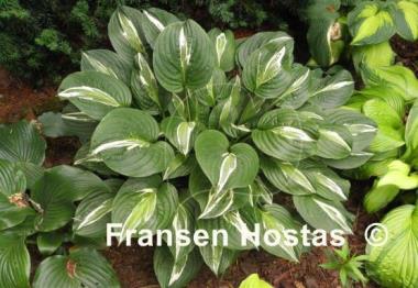 Hosta Snake Eyes