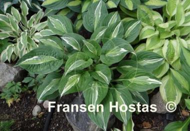 Hosta Snake Eyes