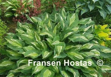 Hosta Snake Eyes