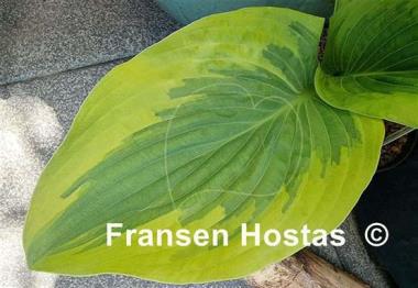Hosta Snickers' Surprise