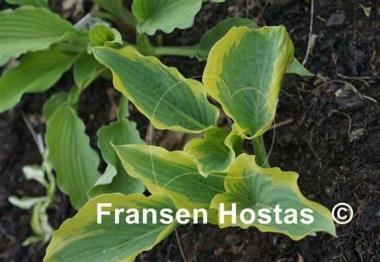 Hosta Snickers' Surprise