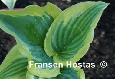Hosta Snickers' Surprise