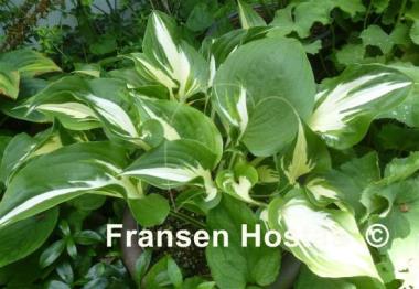 Hosta Sno Cone