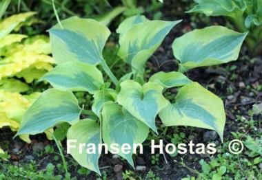 Hosta Snow Boy