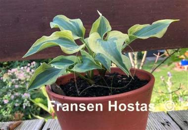 Hosta Snow Boy
