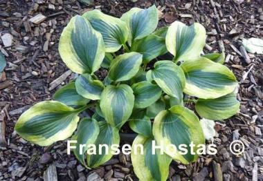 Hosta Snow Boy