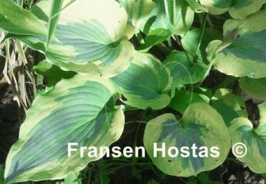 Hosta Snow Boy
